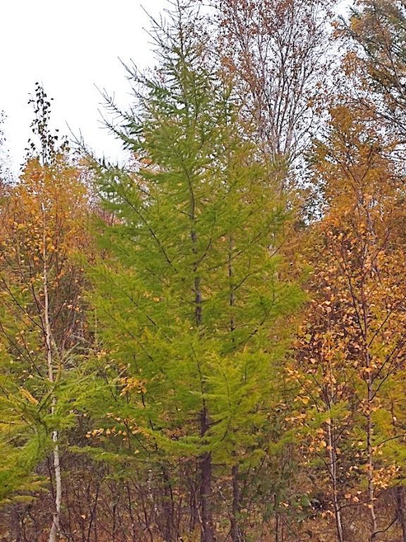 IMG_20221003_121857.jpg