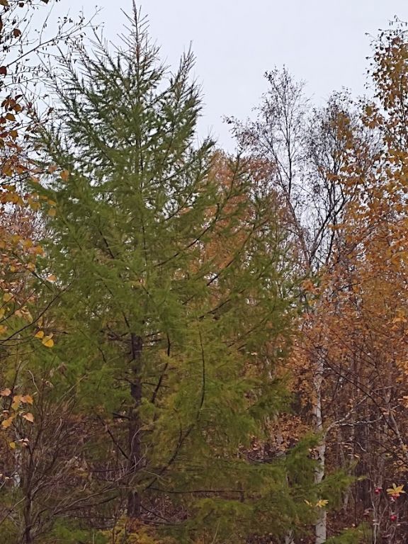 IMG_20221003_121510.jpg